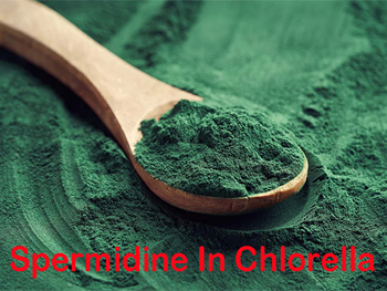 How Much Spermidine Is In Chlorella?